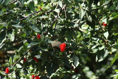 Diglossa baritula