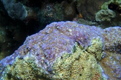 Montipora