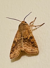 Xanthia gilvago