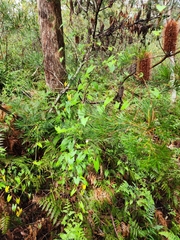 Calystegia marginata