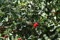 Diglossa baritula