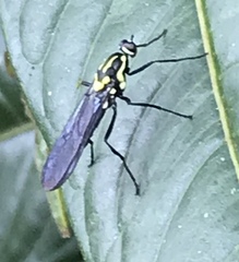 Raphiocera ornata
