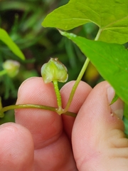 Calystegia marginata