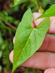 Calystegia marginata