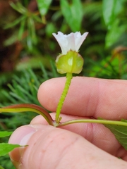 Calystegia marginata