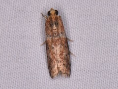 Sciota rubrisparsella