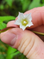 Calystegia marginata