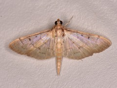 Herpetogramma bipunctalis