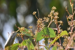 Eucalyptus obliqua