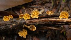 Marasmiellus