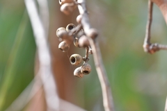 Eucalyptus obliqua