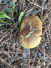 Phylloporus leucomycelinus