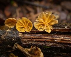 Marasmiellus