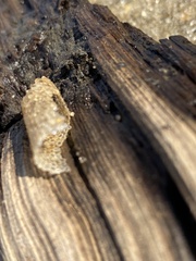 Pectinariidae