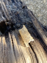 Pectinariidae