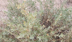 Atriplex lentiformis