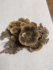 Trametes versicolor