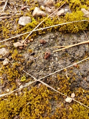 Psora pseudorussellii