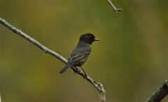 Knipolegus striaticeps