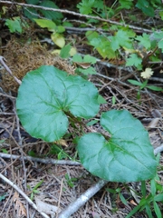 Asarum