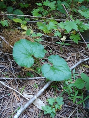 Asarum