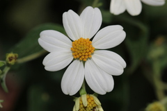 Montanoa leucantha