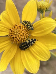 Acmaeodera amplicollis