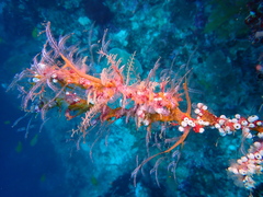 Macrorhynchia philippina