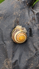 Cepaea hortensis