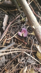 Russula atropurpurea