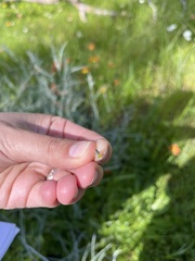 Senecio quadridentatus