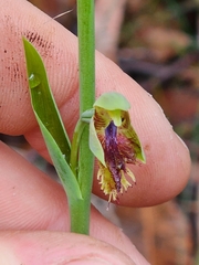 Calochilus campestris