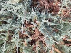 Juniperus horizontalis