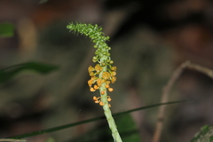 Crepidium bancanoides