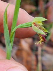 Calochilus campestris