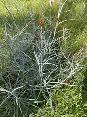 Senecio quadridentatus
