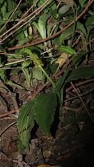 Crepidium bancanoides