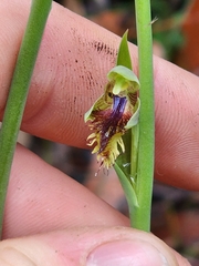 Calochilus campestris
