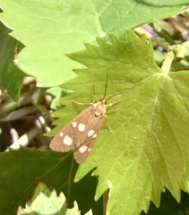 Dysauxes famula
