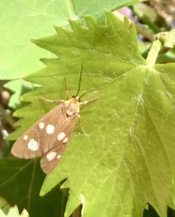 Dysauxes famula