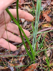 Calochilus campestris