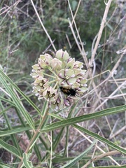 Asclepias asperula