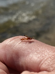 Ichneumonoidea