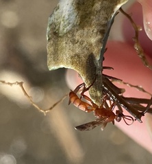 Ichneumonoidea