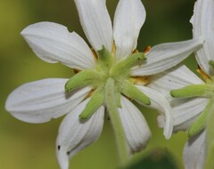 Montanoa leucantha