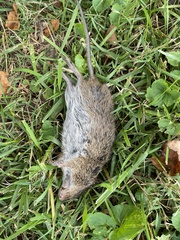 Microtus pennsylvanicus