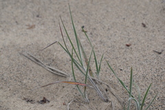 Bromus pumpellianus