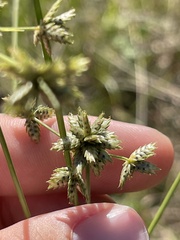 Cyperus elegans