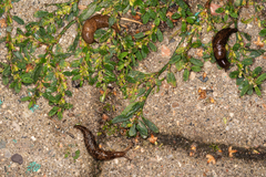 Deroceras reticulatum