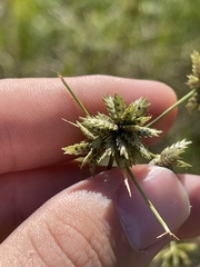 Cyperus elegans